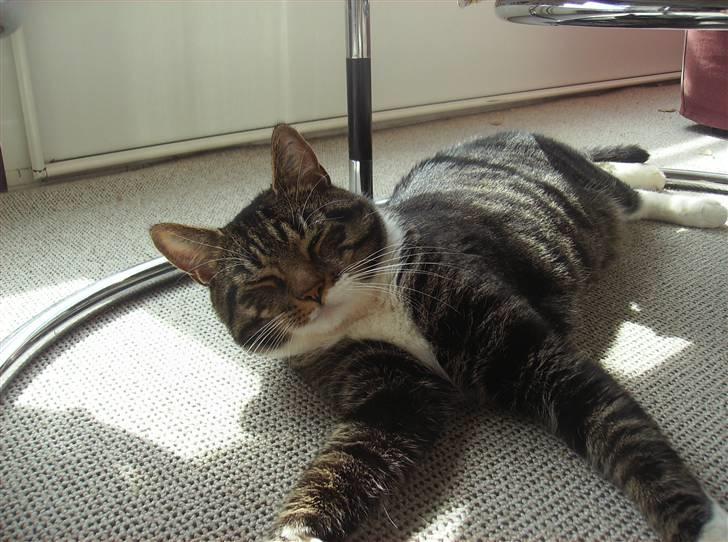 Huskat Mickey - Hey tager du billeder af mig billede 15