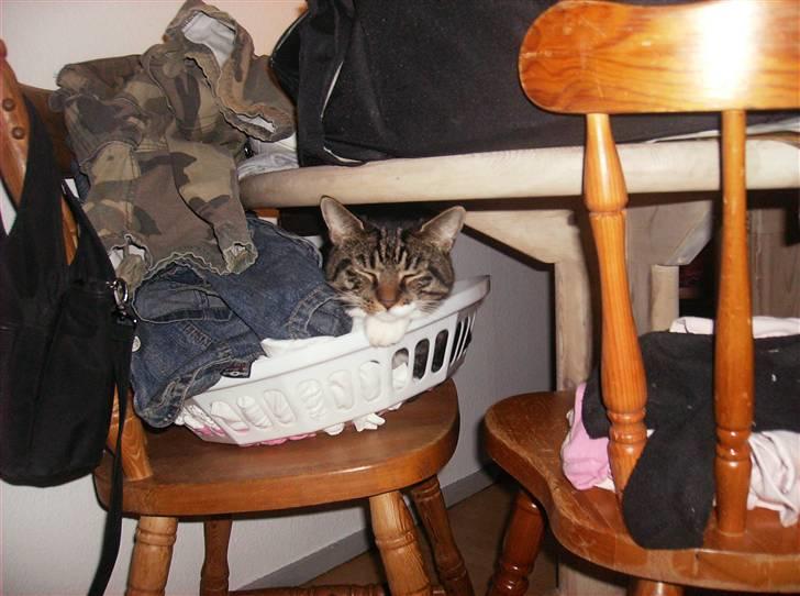 Huskat Mickey - Jeg er bare en lille bitte killing endnu lol billede 16