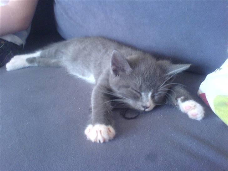 Huskat Pjevs - uhh jeg er træt billede 6