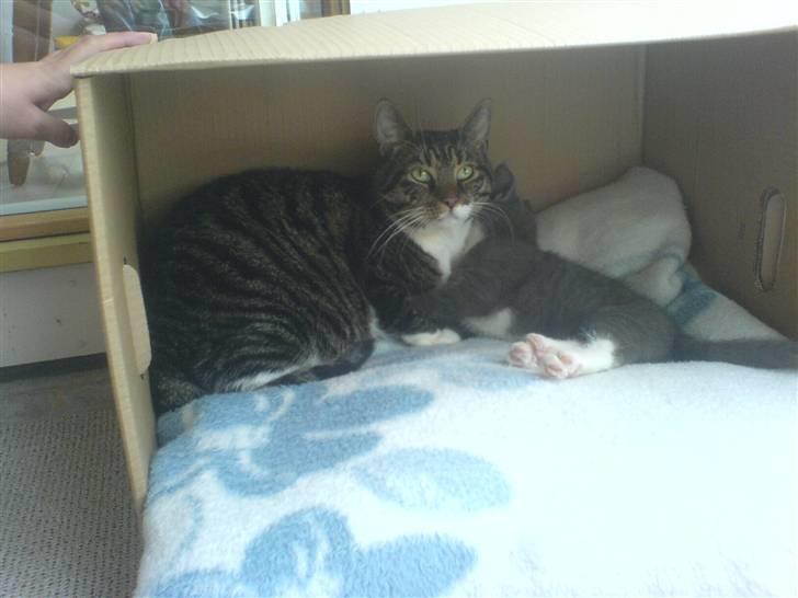 Huskat Pjevs - vi er bedste venner billede 8