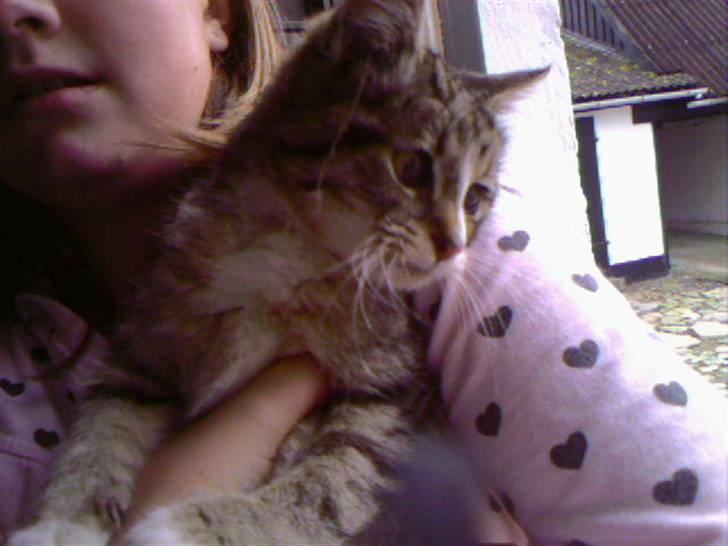 Huskat Zoey - Den første dag jeg fandt hende! billede 8