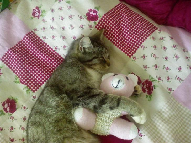 Huskat Zoey - Hende og bamse ;) billede 9