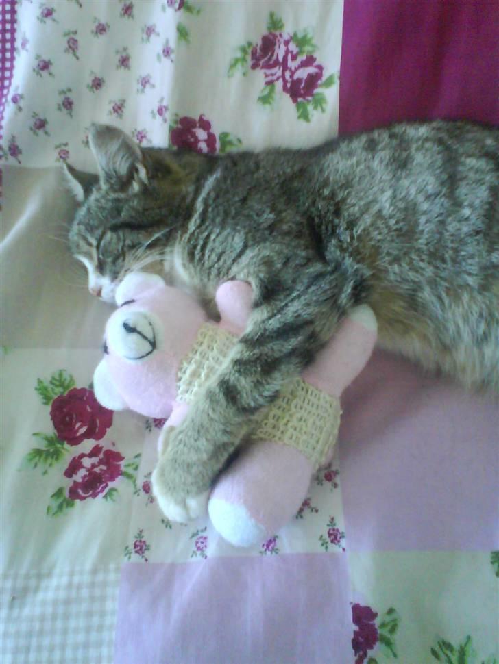 Huskat Zoey - Godnat Zoey + Bamse :) billede 11