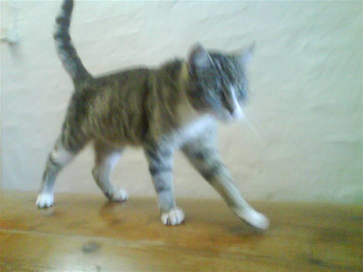 Huskat Zoey - VUPTI :) billede 12