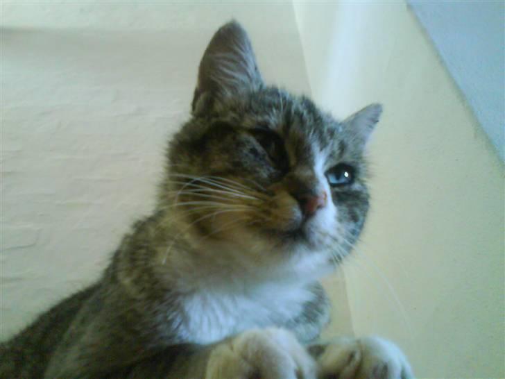 Huskat Zoey - Her holder hun udkig efter hvis der kommer nogen billede 13