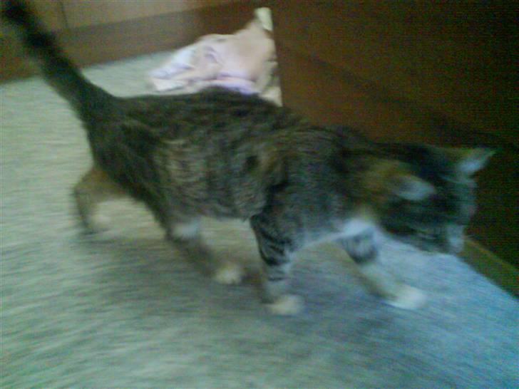 Huskat Zoey - ;) billede 14