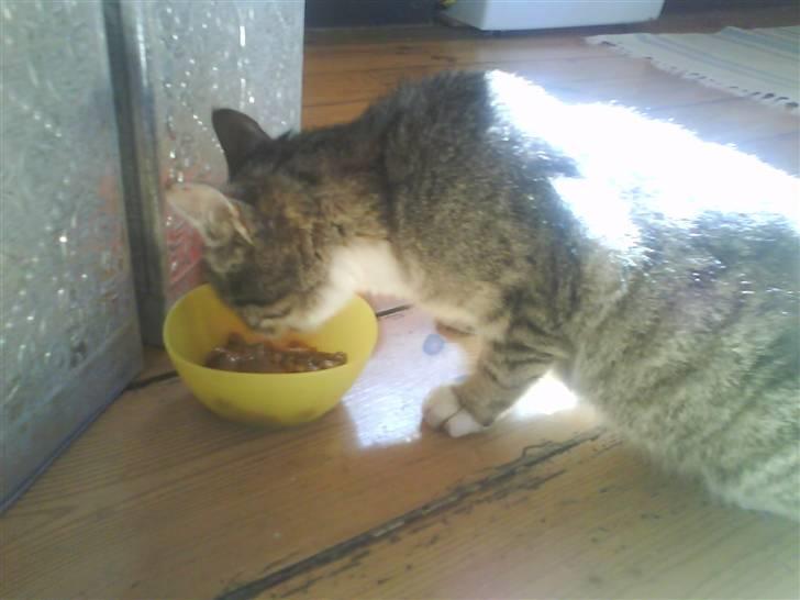 Huskat Zoey - Små katte bliver også sultne billede 15