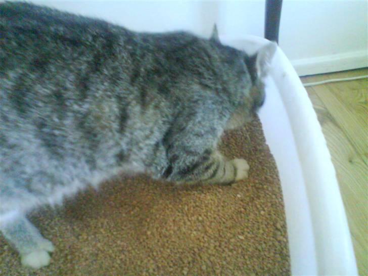 Huskat Zoey - Når man skal så skal man billede 16