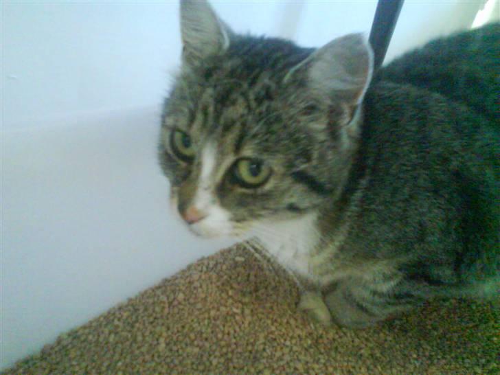 Huskat Zoey - Var du nu dér? billede 17