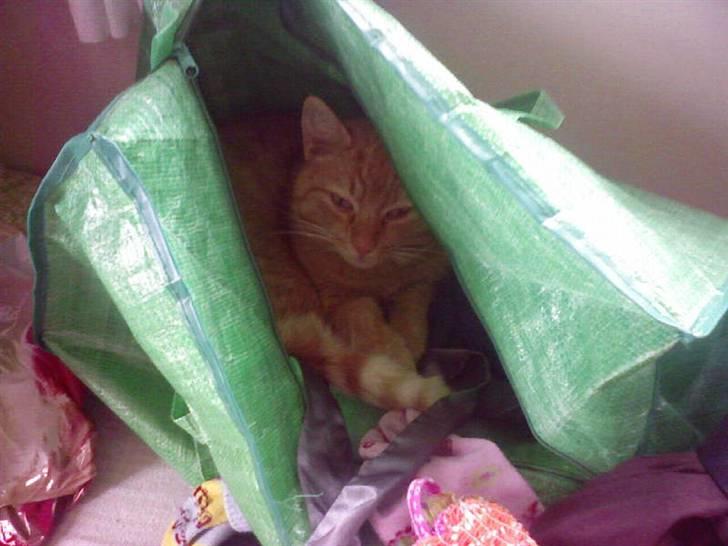 Huskat Lucca - Her har han gemt sig i tasken :) billede 2