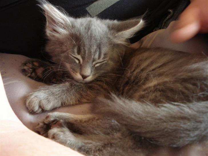 Norsk Skovkat Cirkeline billede 1