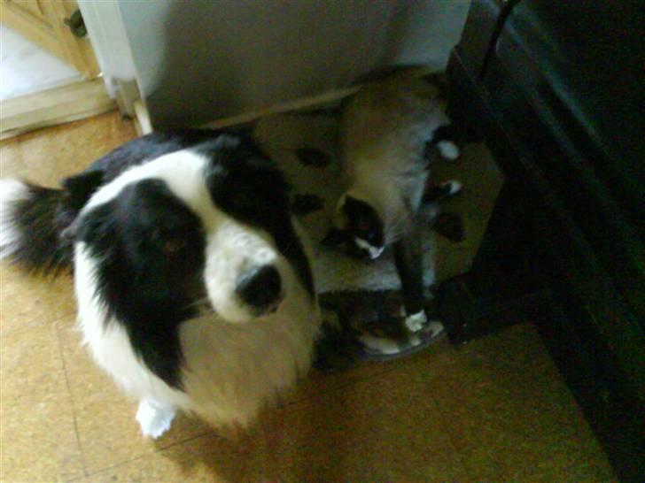 Blanding af racer Dronningen <3 ;D billede 17