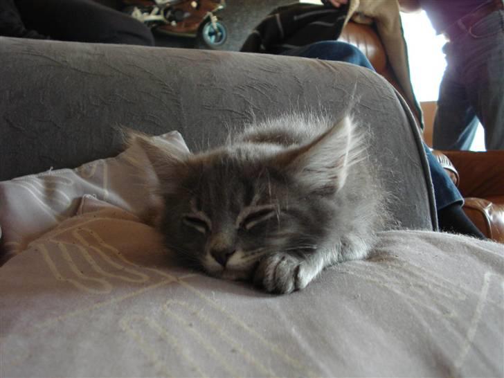 Norsk Skovkat Cirkeline billede 2