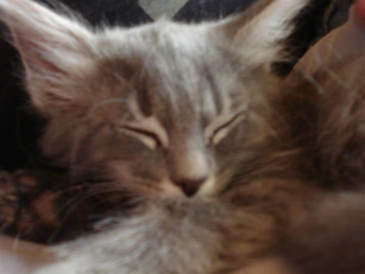 Norsk Skovkat Cirkeline billede 3