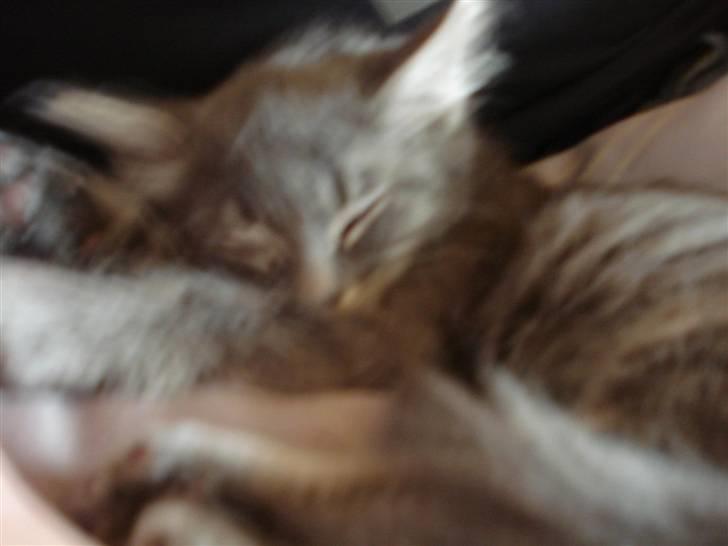 Norsk Skovkat Cirkeline billede 4