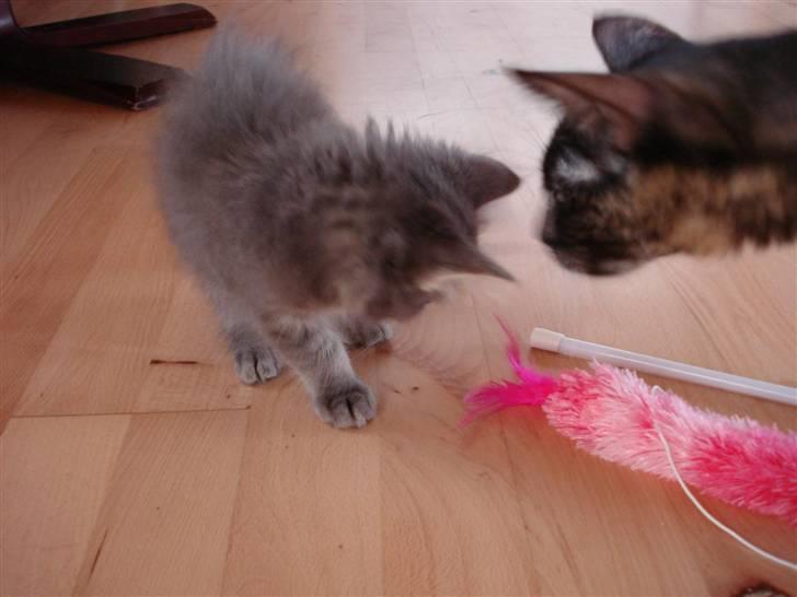 Norsk Skovkat Cirkeline billede 5