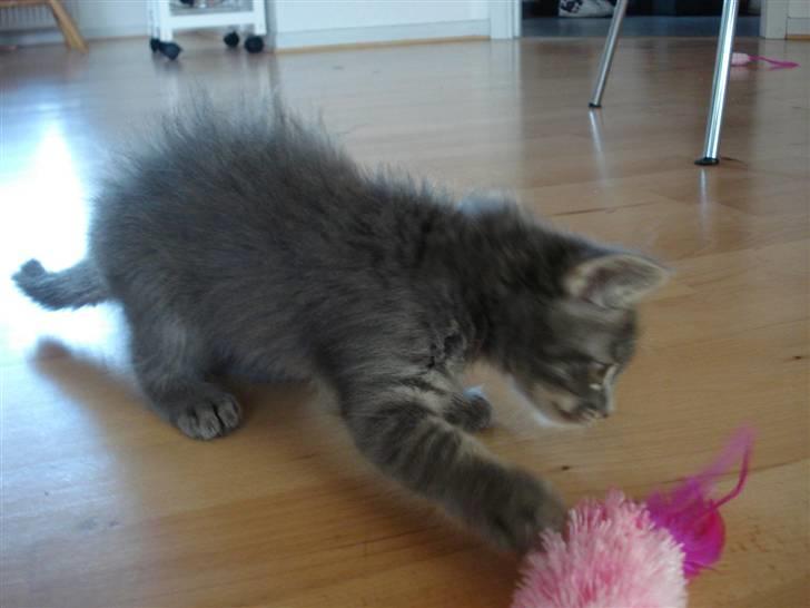 Norsk Skovkat Cirkeline billede 6