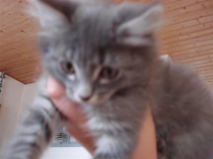 Norsk Skovkat Cirkeline billede 7