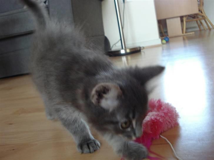 Norsk Skovkat Cirkeline billede 8