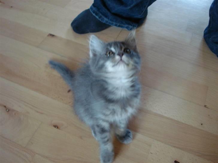 Norsk Skovkat Cirkeline billede 9