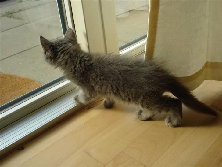 Norsk Skovkat Cirkeline billede 10