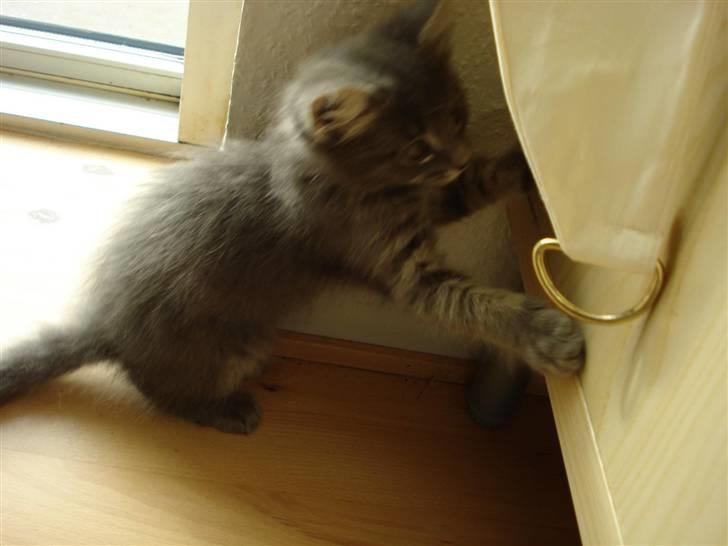 Norsk Skovkat Cirkeline billede 11