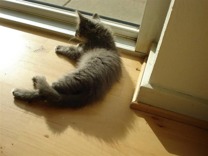 Norsk Skovkat Cirkeline billede 12