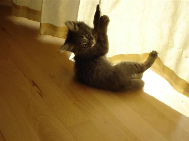 Norsk Skovkat Cirkeline billede 13