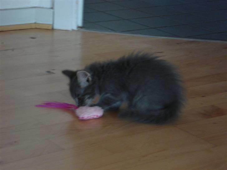 Norsk Skovkat Cirkeline billede 14