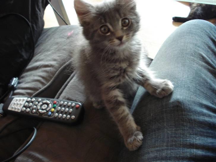 Norsk Skovkat Cirkeline billede 15