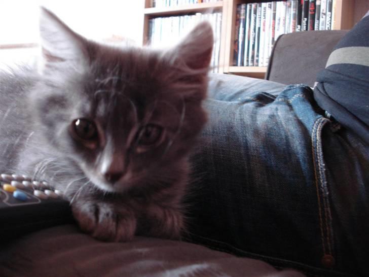 Norsk Skovkat Cirkeline billede 16