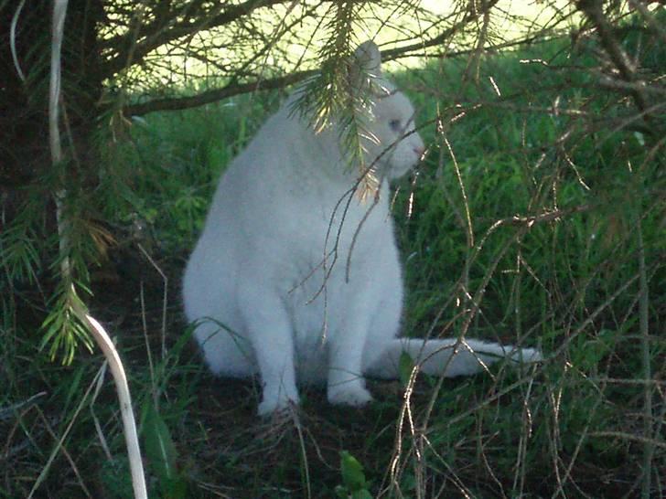 Blanding af racer Anton/Snebold billede 1