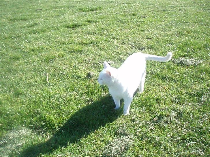 Blanding af racer Anton/Snebold billede 2