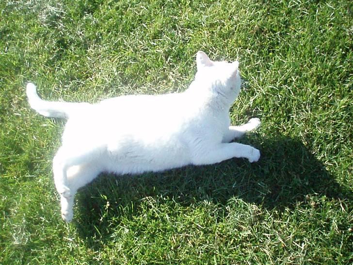 Blanding af racer Anton/Snebold billede 3