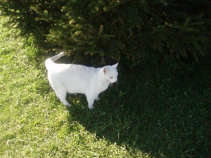 Blanding af racer Anton/Snebold billede 4