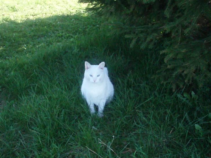 Blanding af racer Anton/Snebold billede 5