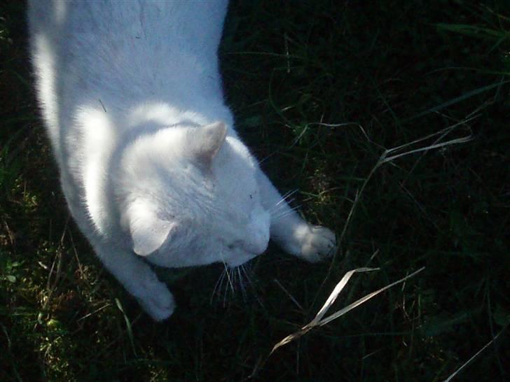 Blanding af racer Anton/Snebold billede 6