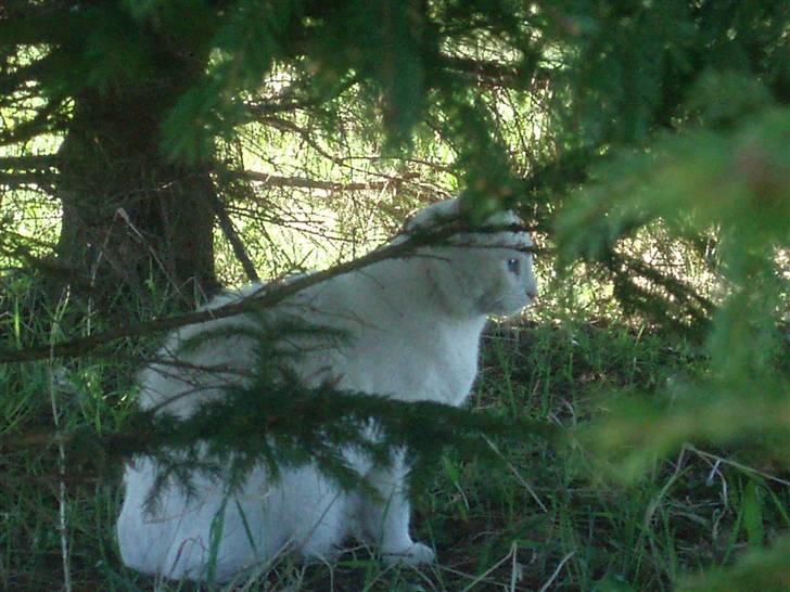 Blanding af racer Anton/Snebold billede 7