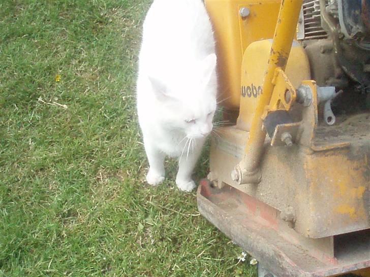 Blanding af racer Anton/Snebold billede 8