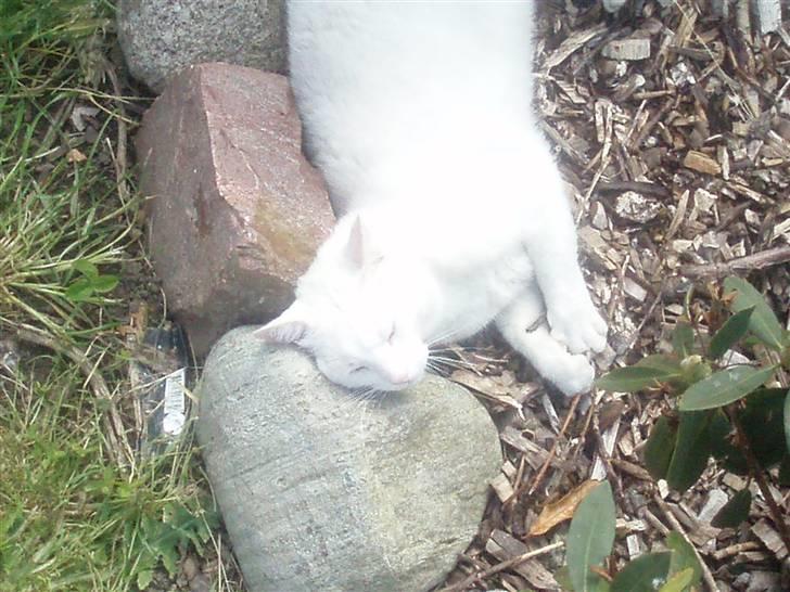 Blanding af racer Anton/Snebold billede 9