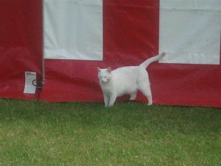 Blanding af racer Anton/Snebold billede 10