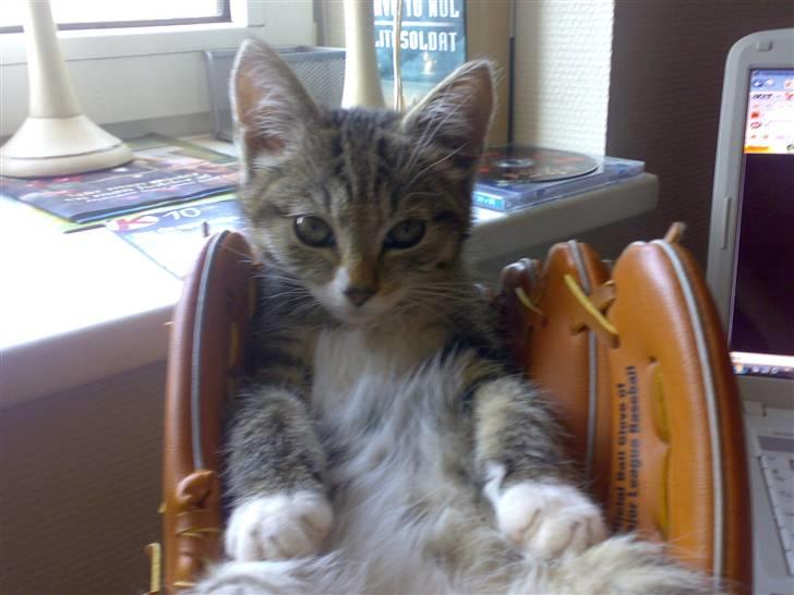 Blanding af racer Nala - Jeg tager lige en slapper billede 1