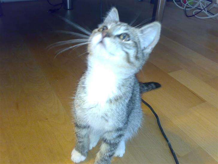 Blanding af racer Nala - det der er spændende billede 2