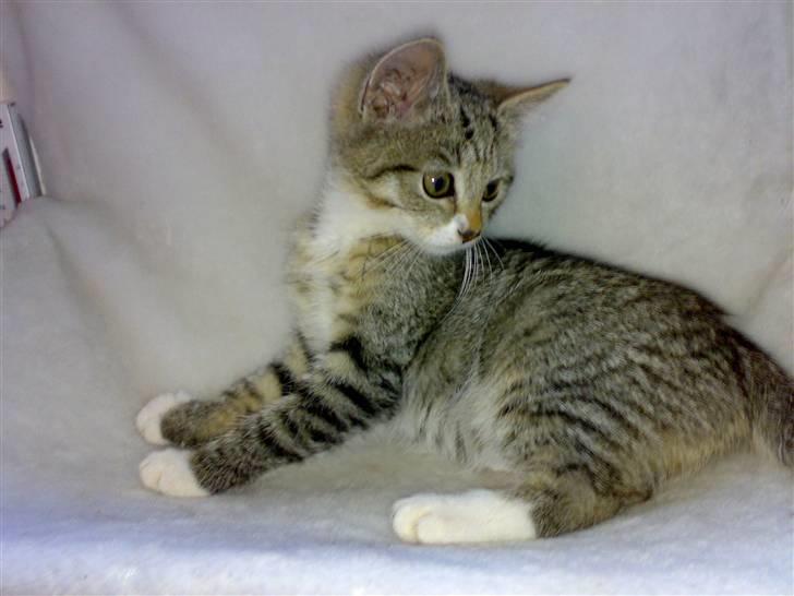 Blanding af racer Nala - Lad da være og tag billeder af mig billede 3