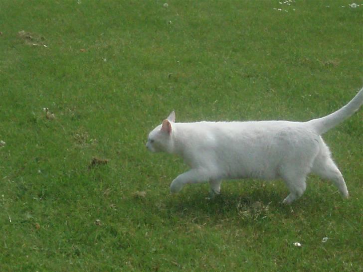 Blanding af racer Anton/Snebold billede 11