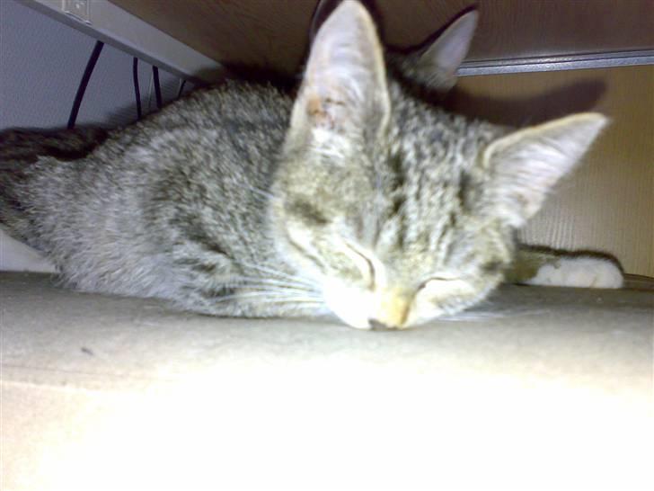 Blanding af racer Nala - Zzz Zzz Zzz billede 4