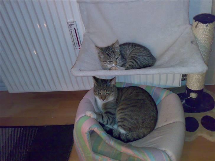 Blanding af racer Nala - Nala og Simba er altid sammen=) billede 5