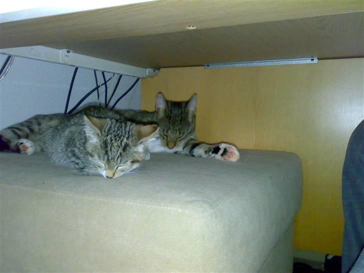 Blanding af racer Nala - Nala og simba sover billede 6