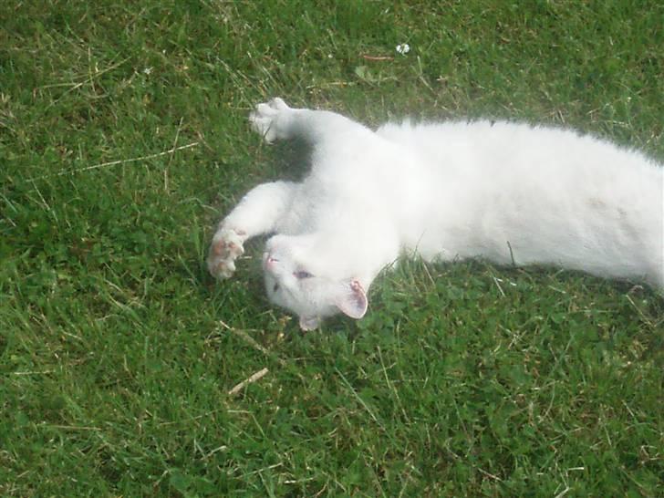 Blanding af racer Anton/Snebold billede 12