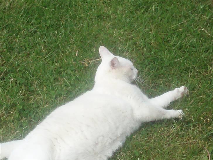 Blanding af racer Anton/Snebold billede 13